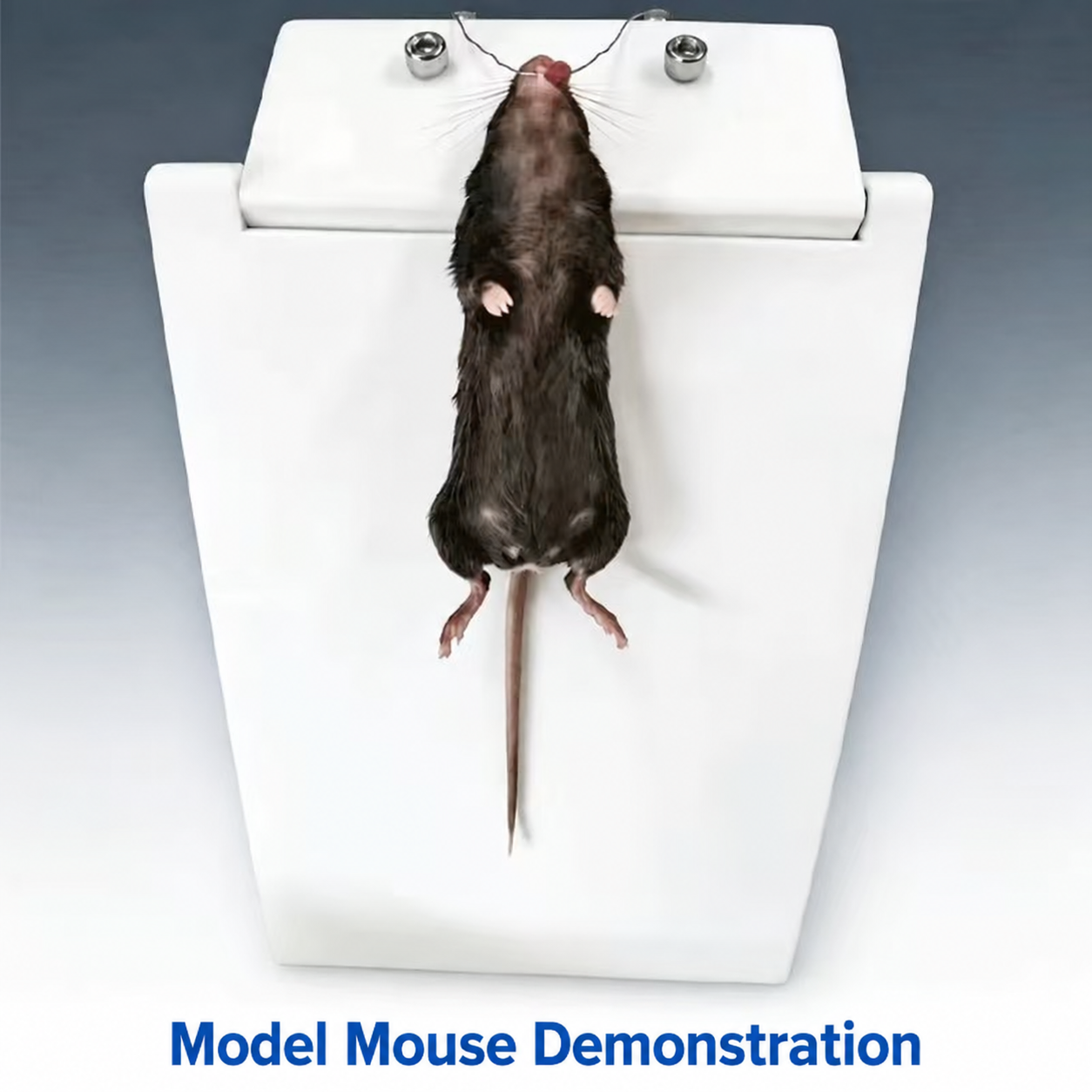 Upgraded PP Intubation Platform for Rats and Mice